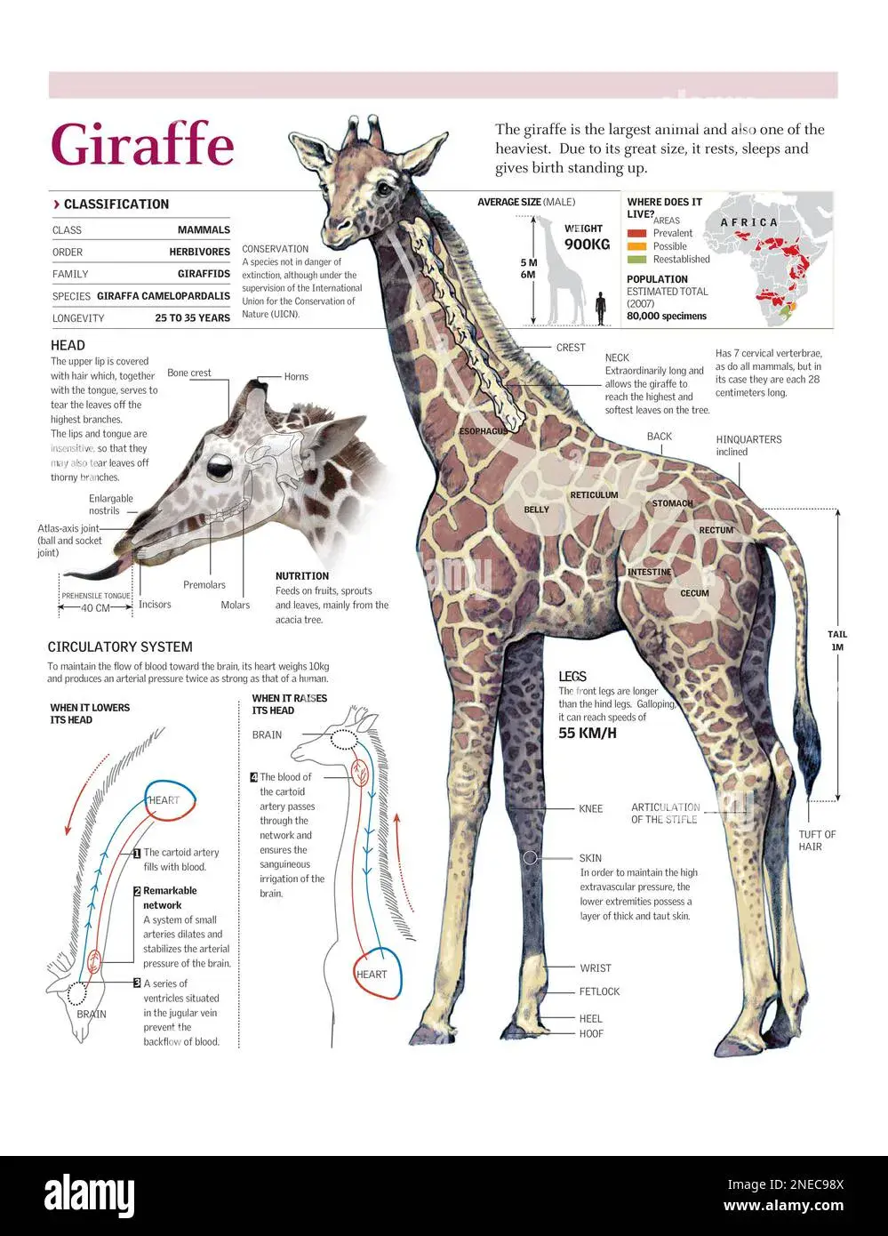 Heute schon eine Giraffe gewürdigt? Die Flut der Gedenktage und ihr Sinn