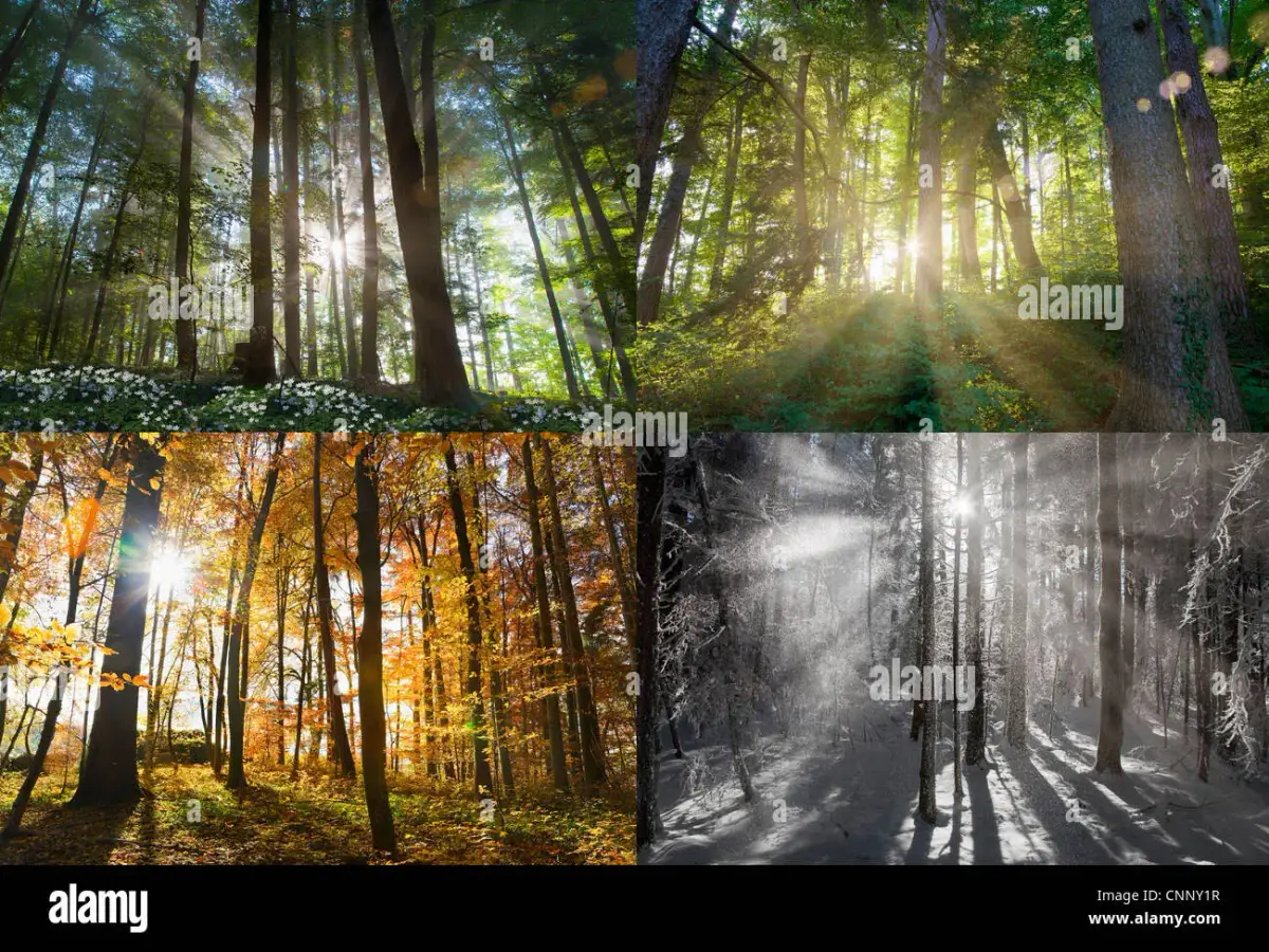 Lichtkunst im Wandel der Jahreszeiten: Christopher Bauders „Forest Seasons“